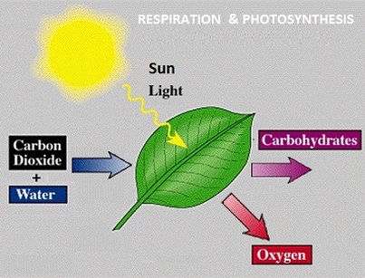 respiration and photosynthesis equations. But what has respiration to do with the 